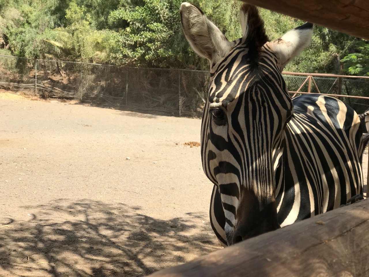 Zebras