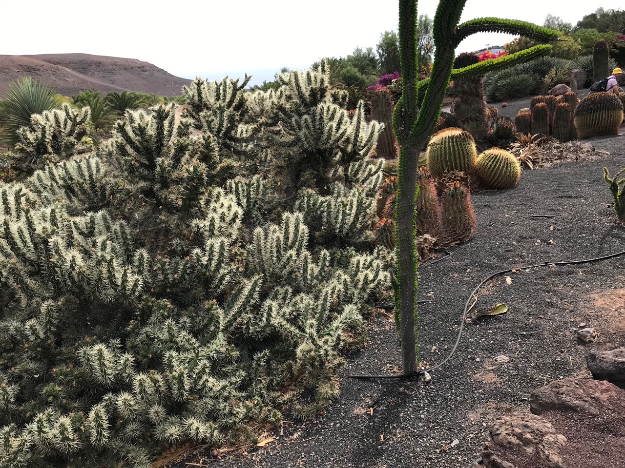 Cacti everywhere you look