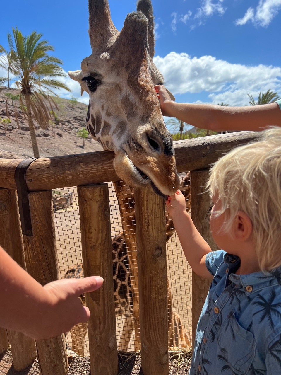 Feeding giraffes is a must