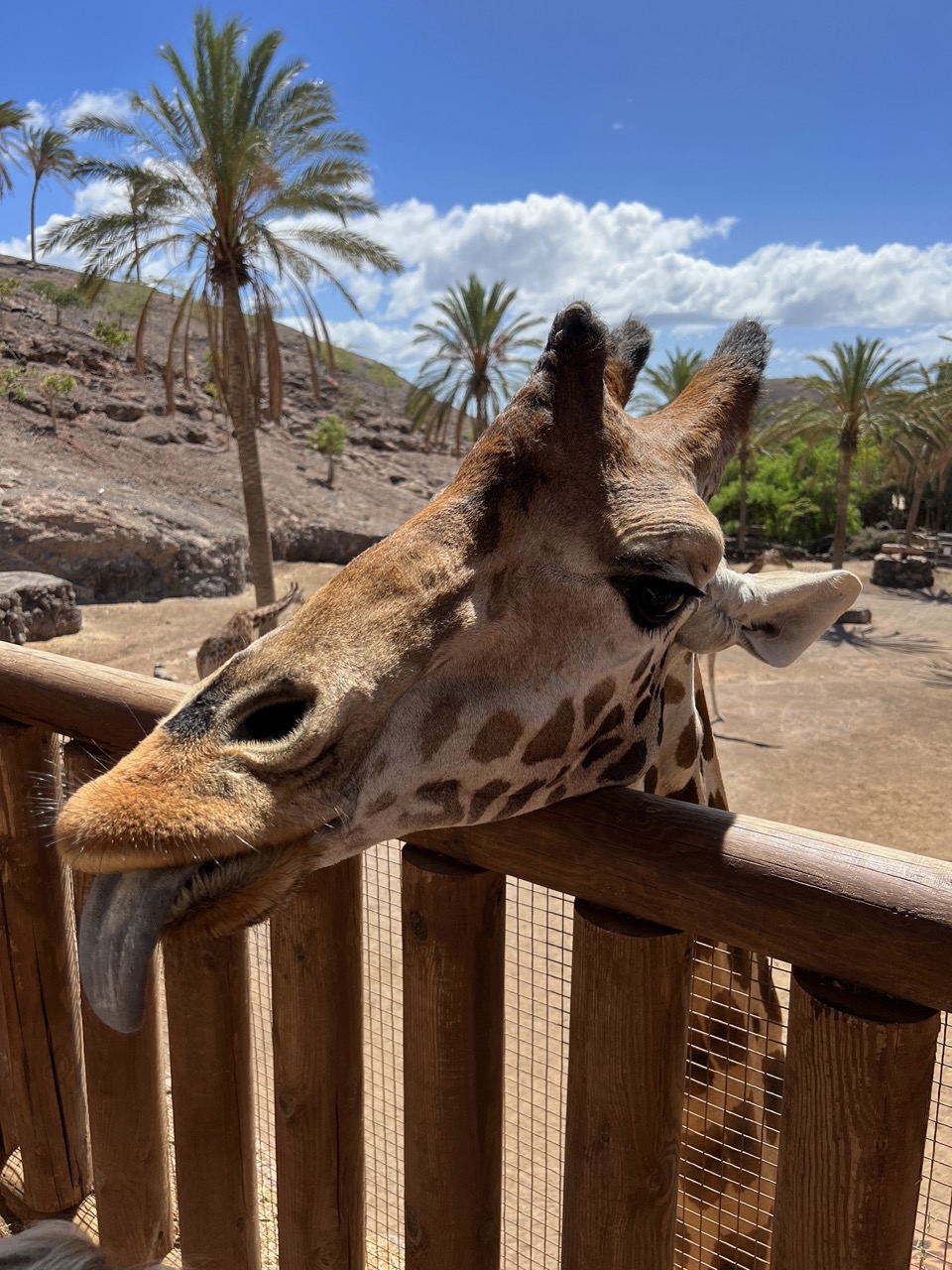 Feeding giraffes