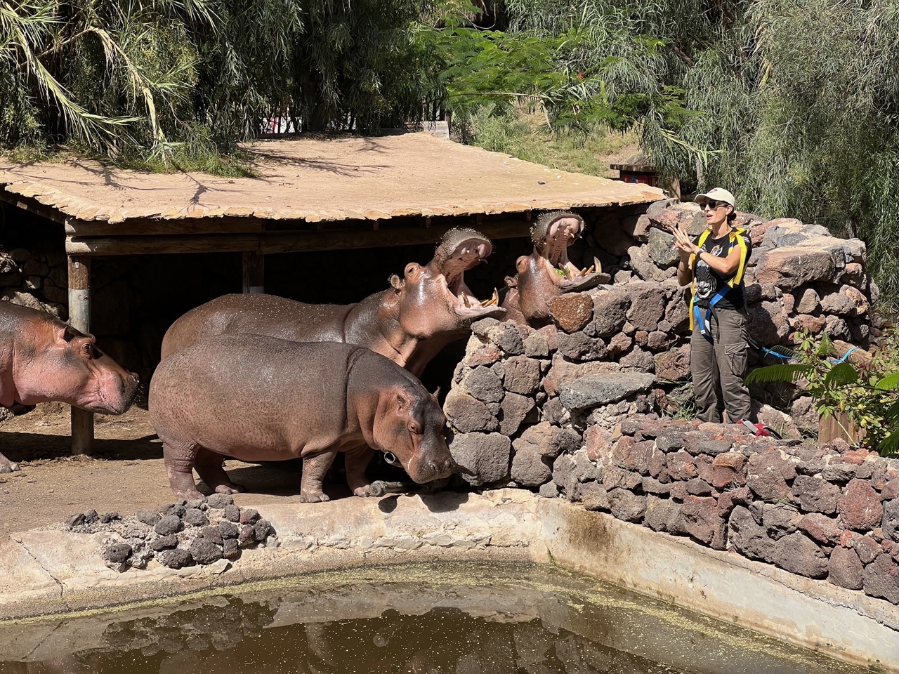 Feeding hippos with commentary